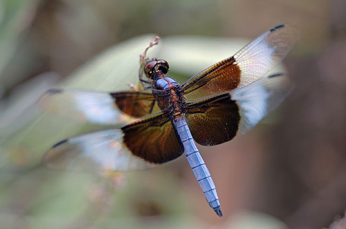 Blue Bug, by Ree Drummond, The Pioneer Woman