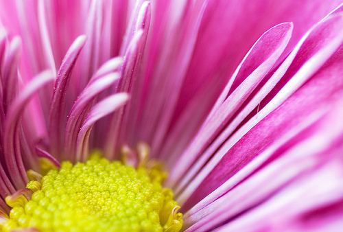Pink, by Ree Drummond, The Pioneer Woman