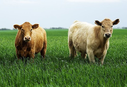Two Cows, by Ree Drummond, The Pioneer Woman