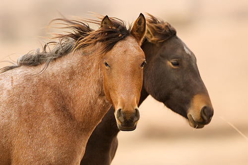 Two Mustangs, by Ree Drummond, The Pioneer Woman