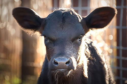 Black Calf, by Ree Drummond, The Pioneer Woman