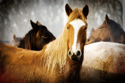 Pretty Mustangs, by Ree Drummond, The Pioneer Woman