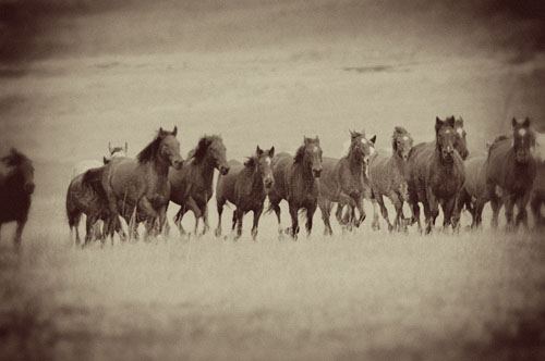 Vintage Mustangs, by Ree Drummond, The Pioneer Woman