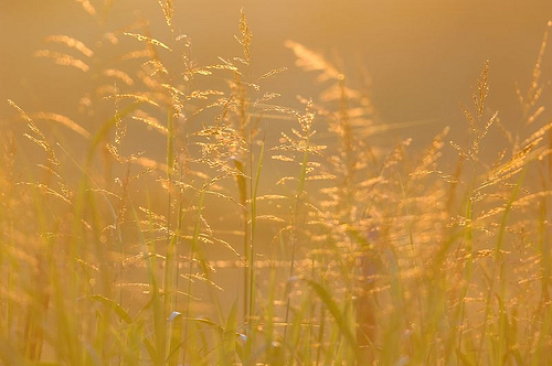 Golden, by Ree Drummond, The Pioneer Woman